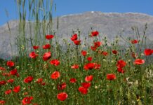 Kas Ağrılarına Ne İyi Gelir? Etkili ve Doğal Çözümler!