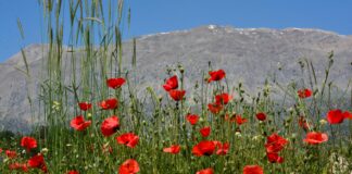 Kas Ağrılarına Ne İyi Gelir? Etkili ve Doğal Çözümler!