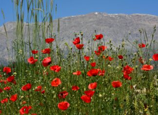 Kas Ağrılarına Ne İyi Gelir? Etkili ve Doğal Çözümler!